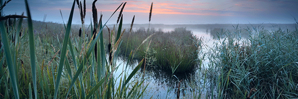 Grasses_600x200